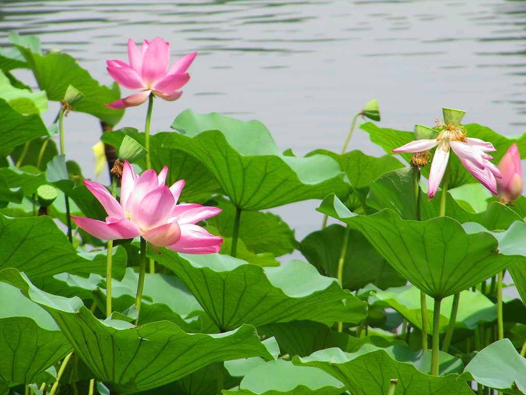 水中芙蓉的荷花.jpg